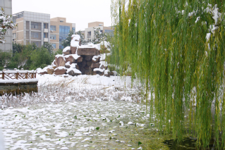 东区假山雪景