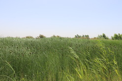 黄河滩涂植被恢复后